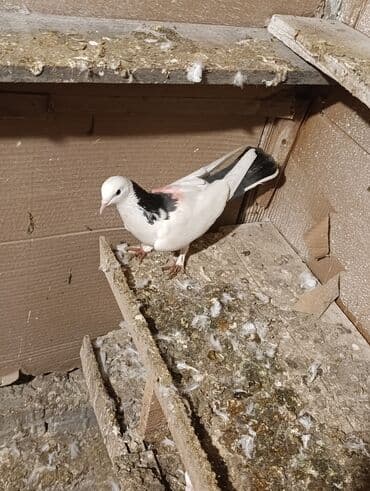 Tutulma quşdu Erkey olmalıdı ünvan ayraport tərəf aviyasiya lalafo.az -da Tutulma quşdu Erkey olmalıdı ünvan ayraport tərəf aviyasiya