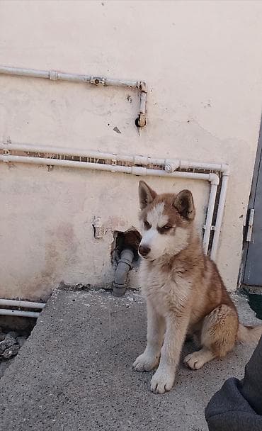 Salam 3ayliq.xaskidi saglam itdi barter var baxir teklife citdi — 4