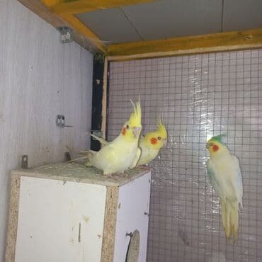 питомники собак в баку: Salam Tam əl quşlarıdı Dişləmir Cırmaq atmır yumurtuyandı 2 dişi — 1