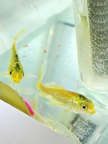 Digər heyvanlar: Sülhsevər — 2