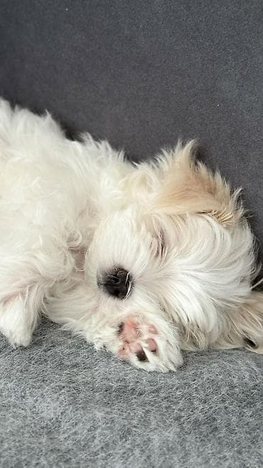 itlerin alisi: Malta bolonka — 1