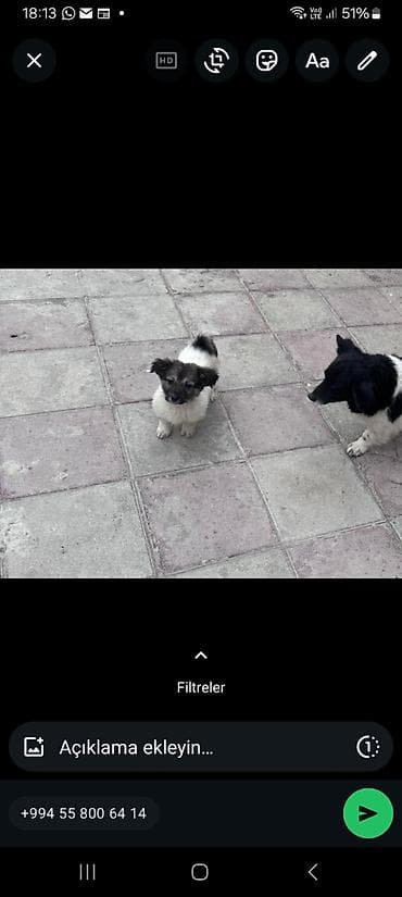 zvonok sobaka: Звонок, 3 месяца, Самка, Самовывоз — 2