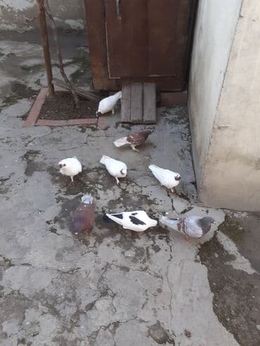 Голуби: Qusdar bileceridedir biri 4 azn 8 denedir icinde coxu cutdu — 1