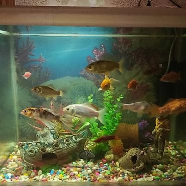 akvarium satilir: Dördbucaq akvarium, Balıqlarla birlikdə, 130 l, Ünvandan götürmə — 2