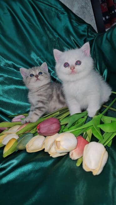 sari pisik: Şotland, Erkək, Dişi, Ünvandan götürmə — 4