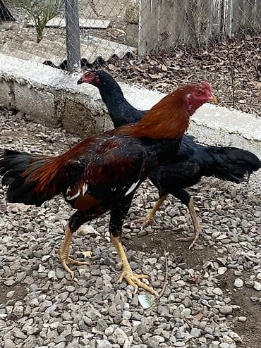 Dovşanlar: Toyuq, Damazlıq, Ödənişli çatdırılma — 5