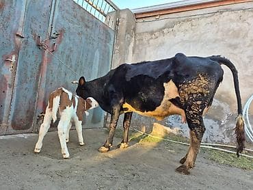 malta: 17 litir süd verir 2 qarına doğub 10 gündü doğub balası erkəydi təmiz — 7