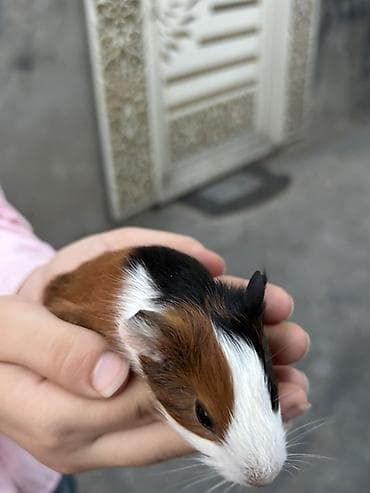 qefes: Trikolor dekorativ dəniz donuzu (guinea pig)(5 ededdir) - Cins — 4