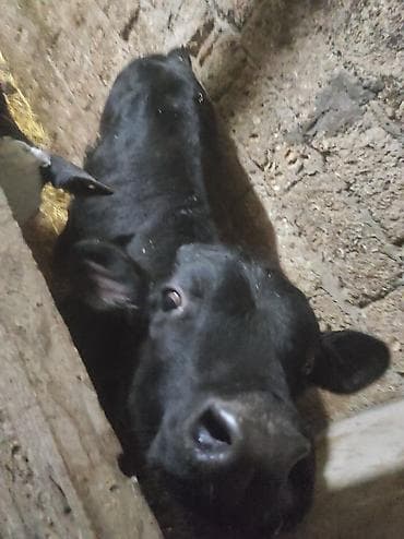 Коровы, быки: Теленок, Самец, Holsteyn, месяцев: 5, Для разведения, Самовывоз — 6