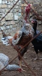 tutu quşu: Şekilde gorduyunuz heyratı pileymut yumurtaları satılır biri 2 manata — 1