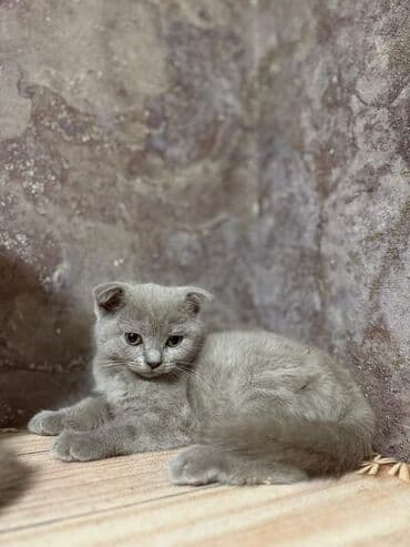 ağ pişik: Şotland yastı qulaq, Erkək, Yaxşı əllərə, Ödənişli çatdırılma, Ünvandan götürmə — 1