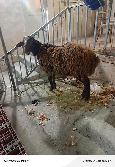 qoyun mal: Qoyun – yerli quyruqlu tip - Cins tipi: yerli (quyruqlu), qara — 6