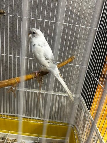 quş yuvalari: Məhsul: Dalmatin və klassik rəng çeşidlərində dalğıç-budaqli dalğalı — 3