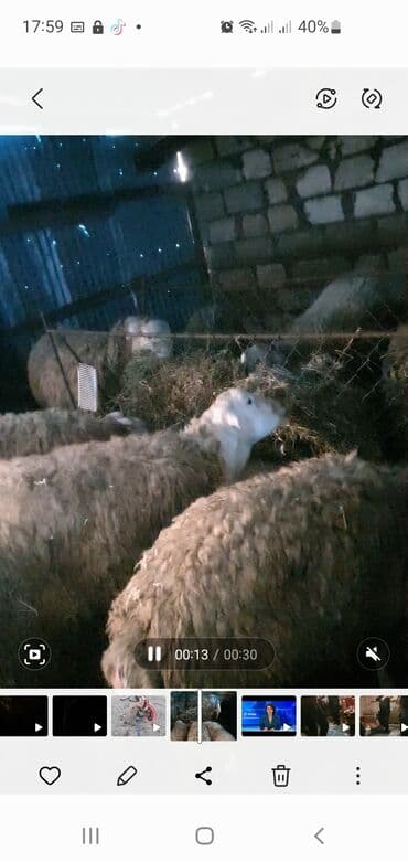 Грызуны: Qoyun sürüsü satılır - Növ: yerli ətlik/yunlu qoyunlar (ağ başlı — 4