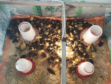 kuban ordekleri: Dişi, Damazlıq, Ünvandan götürmə, Pulsuz çatdırılma, Ödənişli çatdırılma — 5