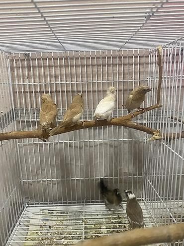 6 ede quwdu baxa bılmırem dıye satıram 1-15 azn 6sı-70 azn Qefes