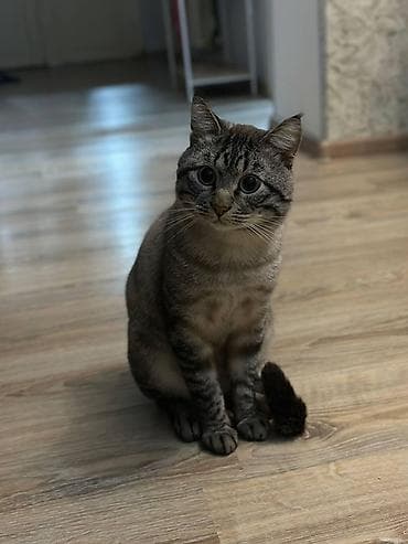 Pişiklər: Tabbi, Erkək, Yaxşı əllərə — 3