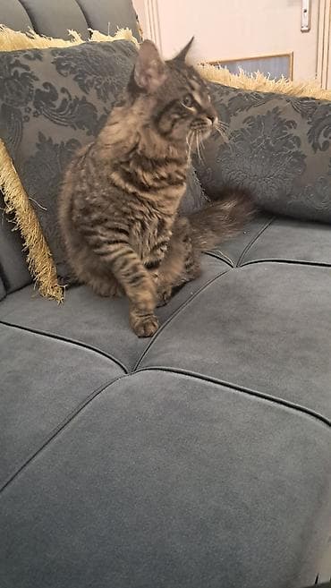 meyn: Meyn-kun, Erkək — 4