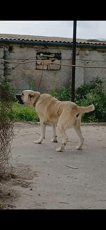 ev iti balaca: Qurdbasar, 2 il, Erkek, Peyvəndli, Ödənişli çatdırılma — 2