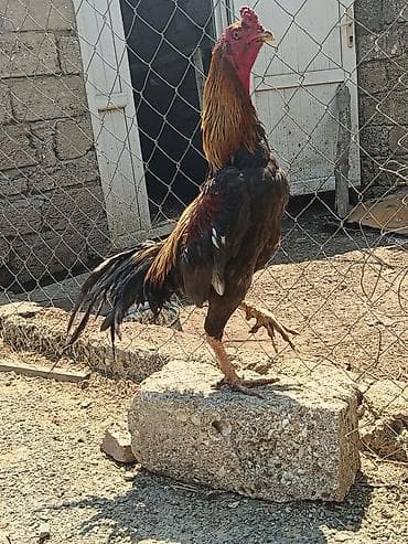 heyvan: Heyvan şeytan pipikdi real alıcı üçün qiymətdə endirim olacaq — 3