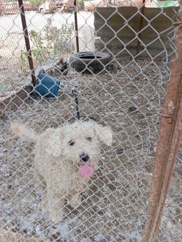 quş yuvaları: Məhsul: Ev göyərçinləri (bir neçə cüt) Təsvir: - Fərqli rəng və — 5