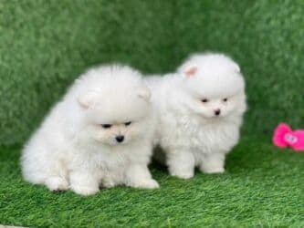 pomeran it: Şpitz, 2 ay, Dişi — 2