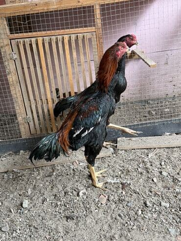 K/t heyvanları üçün mallar: 7 aylıq beçələrdi cüt 150 azn — 4