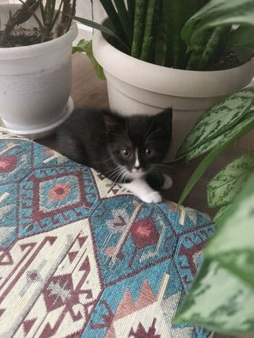 вислоухий кот: Yaxşı əllərə — 4