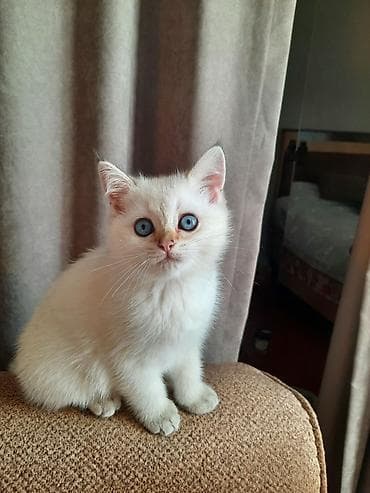 Pişiklər: Britan, Erkək, Yaxşı əllərə — 4