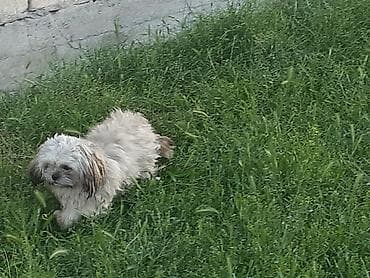pulsuz it sahiblənmək: Pekines, 8 ay, Erkek, Ödənişli çatdırılma — 7