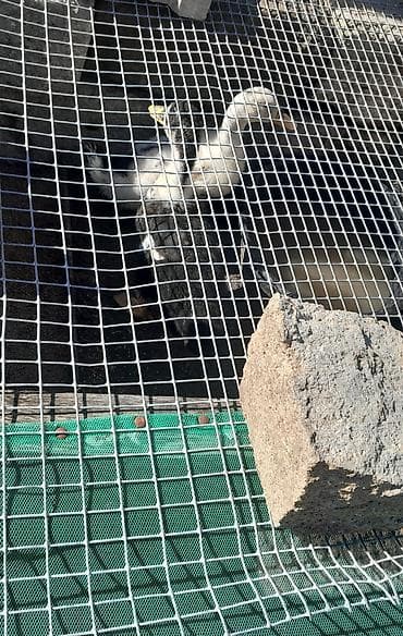çöl ördeği: Ordek 2 edet 30 m — 1