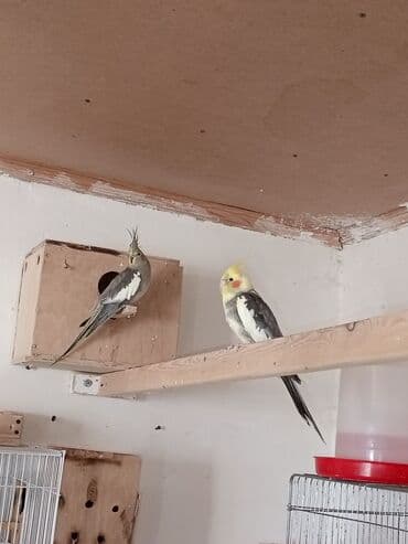 qara canavar sekilleri: Korella hazır cüt yuva qızdırırlar hələ bala verməyiblər. cütü 80m — 1