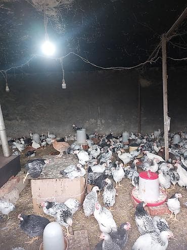Toyuq cücələri, Ətlik, Ödənişli çatdırılma