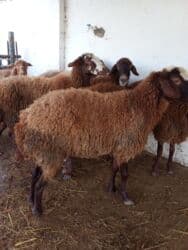 Коровы, быки: Elan başlığı: 7 boğaz qoyun satılır Təsvir: - 7 ədəd boğaz (hamilə) — 10
