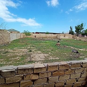 Tikinti, Kupça (Çıxarış)