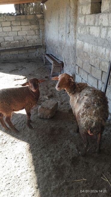 ВАЗ (ЛАДА): Бараны, овцы — 1