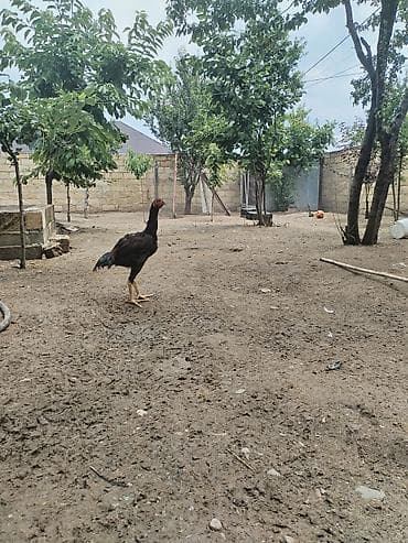 balaca tuklu itler: Heyrati satilir. 2 fere 1 xoruz. Hamisi bir yerde p70 azn.Temiz qan — 1