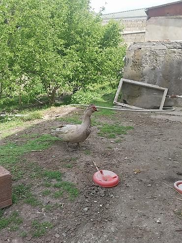 корм для собак: Lavanda erkek tecili satlr qiymet sondur ozum baha almsam — 5