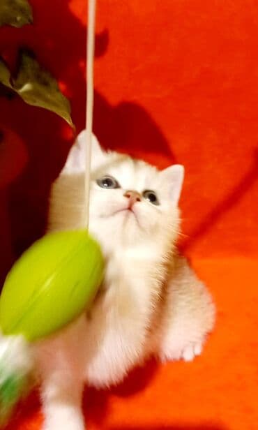 pişik südü: Britan, Erkək, Yaxşı əllərə, Ünvandan götürmə — 2