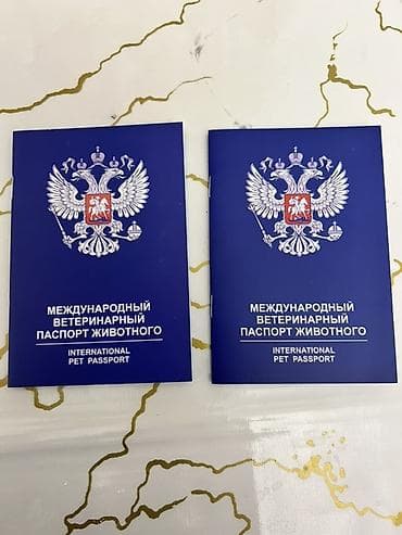 rus mavisi: Ancaq Vp işləyir ordan əlaqə saxlayın +994-51-974-36-46📞✅ metrolara — 1