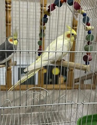 azeri it adlari: Başlıq: Tam dəst – qəfəs və iki nimfa tutuquşusu (hamısı birlikdə) — 3