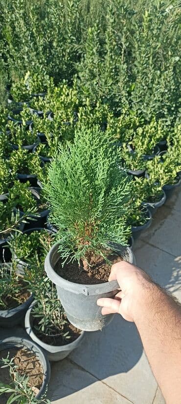 gül toxumları satışı: Dekorativ çöl bitkilərinin satışı və Sifarişlə yetişdirilməsi.Satış — 13