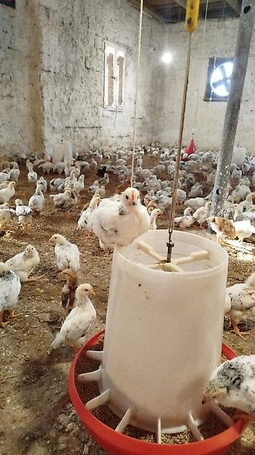 cücə fermasi: Toyuq cücələri, Ətlik — 3