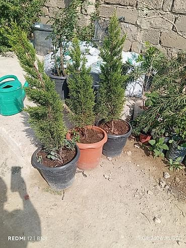 Thuja (ardıc) dekorativ ağaclar – qablarda - Bitki: Həmişəyaşıl
