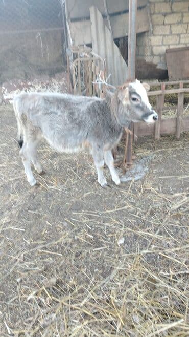 çöl qazi haqqinda melumat: Boz rəngli buzov satılır. - Növ: Mal-qara (buzov) - Rəng: Açıq-boz — 1
