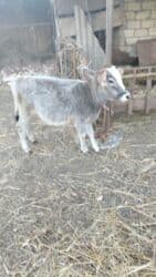 ineklerin satisi: Dişi dana — 2