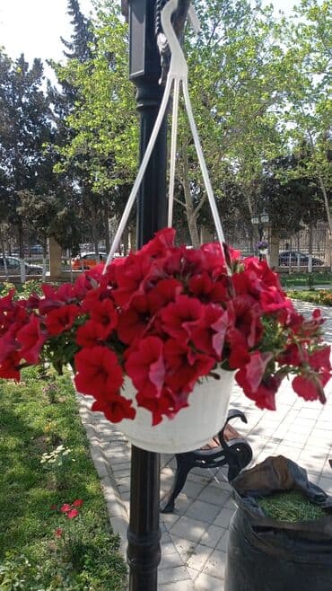 merçendayzer kimdir: Bağban işi təcrübəliyəm. Aqranom kimi işleyirem hal hazirda. diplomum — 1