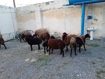 dişi labrador: Dişi, Qala, il: 1, 50 kq, Damazlıq, Ünvandan götürmə — 4