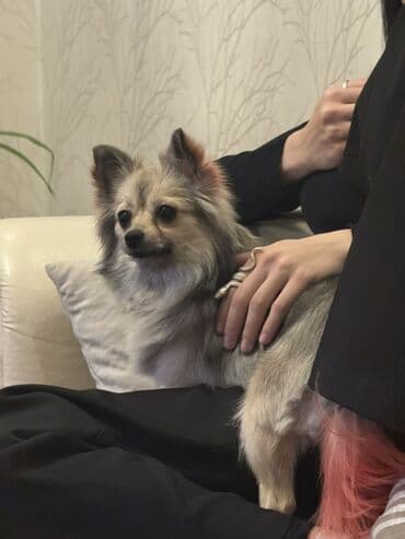 İtlər: Çixuahua — 7