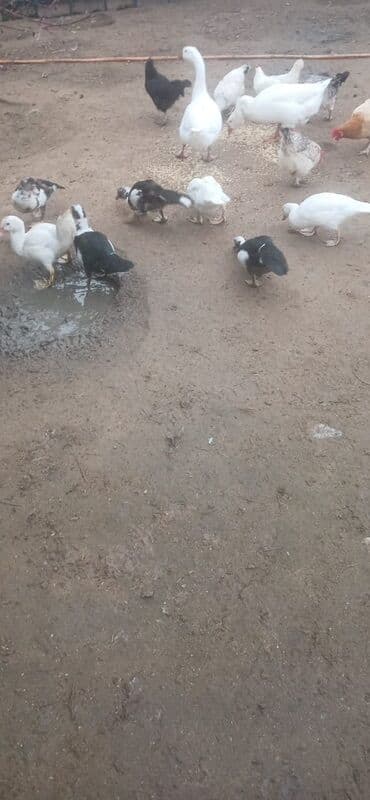 arı şəkilləri: Aşağı yeri var Muscovy ördəkləri (indo-ördəklər) – müxtəlif rənglərdə — 2